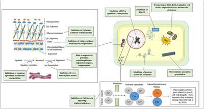 Antifungal Therapy: New Advances in the Understanding and Treatment of Mycosis